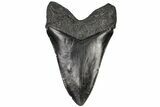 Fossil Megalodon Tooth - South Carolina #197891-2